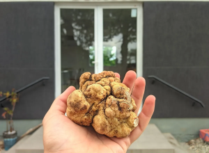 Trufa de 213 gramas em balança de peso  • Divulgação: Fazenda Pecanera